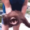 Memes de Cachorro engraçado 28