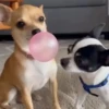 Perros chihuahua cool 9