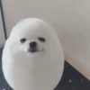 Super funny dogs and cats🐾 11
