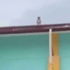 Mas monkey 23
