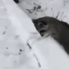 GIFs Bixins com Frio 2 🥶 5