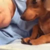 Dogs. | @ocenferios  Haki. 10