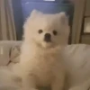 Cute Dog🐶✨ 7