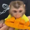 Monkys 🐒 7