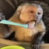 Macacos animados/monkeys🐒 14