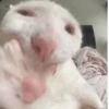 Gatos coolking👑 17