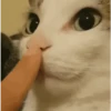 Gatitos 😹 6