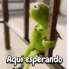 Rana René #2🐸 9