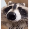 Guaxinim Fofo GIFs 🦝 5