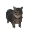 Gatos XD 😎 8