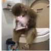 Monos.8SC 27