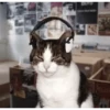 Super funny dogs and cats🐾 5