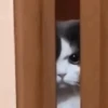 Gato triste y enojado 😎 5