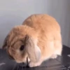 🐰CONEJOS TIERNOS🐰 14