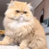 Gatos funny Cats 😹🐈🐈‍⬛ 6