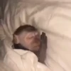 Macaco | Macaquinho 🐒 17