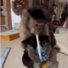 Macaquinhos 🐒 17