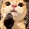 🐈‍⬛🐱🧶 GATOS | CATS 4 🧶🐱🐈‍⬛ 5