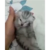 Gatitos 😹 7