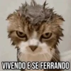 GIFs Pets Fofos Memes 🐾 9