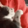GATOS FOFOS E ENGRAÇADOS 😸 10
