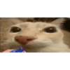 Gatito  7