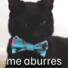 Gatos coolking👑 20