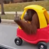 Monkey 15.0 22