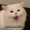 Funny Animal Memes 🐾 16