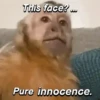 Monkeys Phrases 💬🐒 15