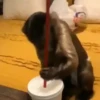 Monos y changuitos 6🐒🦍🦧 11