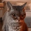 Gatos 8