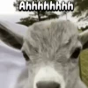 Funny Goat 🐐 9