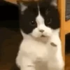 Gato 11