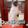 Gatos contestones 😼🐈‍⬛😹 8