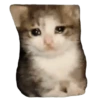 Gatos XD 😎 5