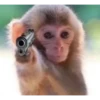 Monos.8SC 21