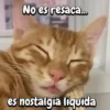 Gatos traviesos🐈🐾🐈‍⬛ 8