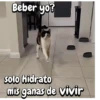 Gatos traviesos🐈🐾🐈‍⬛ 7