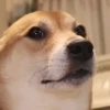 Cats and dogs 30