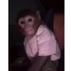 Monkey mix 🙊🙉 10