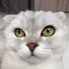 Gatos Michis Mood Funny 😹🤣 5