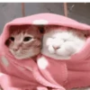 GIFs Bixins com Frio 🥶 6