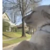 Random dogs🐶😁 8