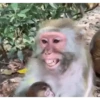 Monos felices 🐵🐒😁 10