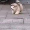 Cute Dog🐶✨ 11