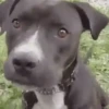 Random dogs🐶😁 11