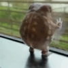 Rana saltando 🐸 9