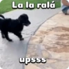 Perritos adorables 🐶🐕 11