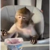 Monkey 15.0 16